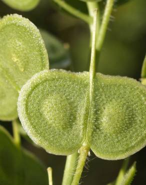 Fotografia 4 da espécie Biscutella auriculata no Jardim Botânico UTAD