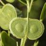 Fotografia 4 da espécie Biscutella auriculata do Jardim Botânico UTAD