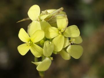 Fotografia da espécie Biscutella auriculata