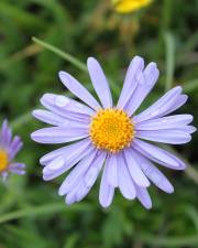 Fotografia da espécie Aster alpinus