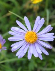 Aster alpinus