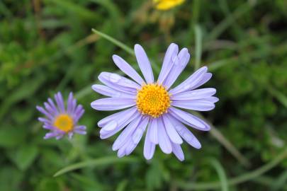 Fotografia da espécie Aster alpinus