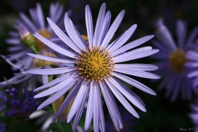 Fotografia da espécie Aster alpinus