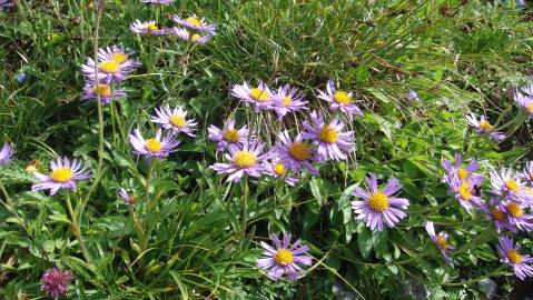 Fotografia da espécie Aster alpinus