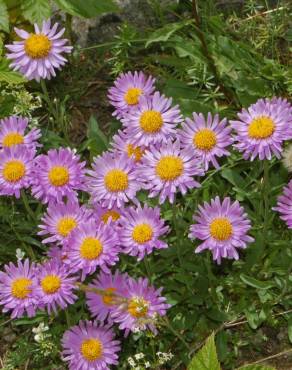 Fotografia 7 da espécie Aster alpinus no Jardim Botânico UTAD