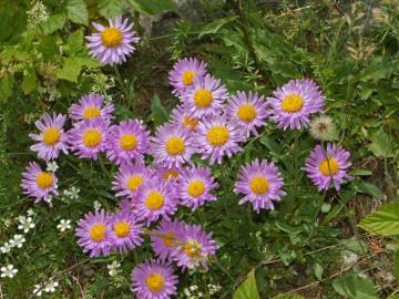 Fotografia da espécie Aster alpinus