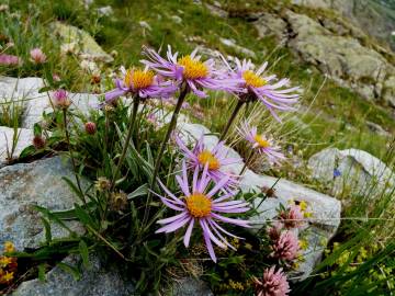 Fotografia da espécie Aster alpinus