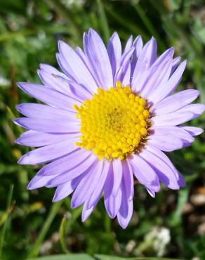 Fotografia 9 da espécie Aster alpinus no Jardim Botânico UTAD