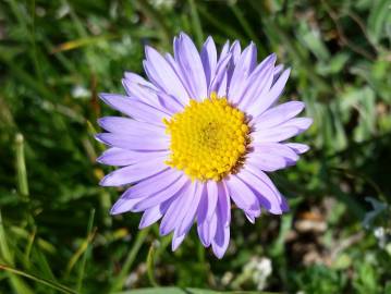 Fotografia da espécie Aster alpinus