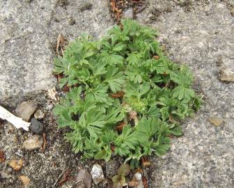 Fotografia da espécie Alchemilla arvensis