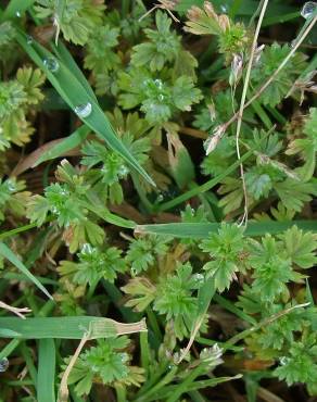 Fotografia 3 da espécie Alchemilla arvensis no Jardim Botânico UTAD