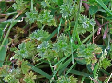 Fotografia da espécie Alchemilla arvensis