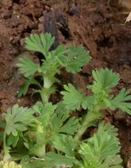 Alchemilla arvensis