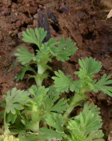 Fotografia de capa Alchemilla arvensis - do Jardim Botânico