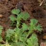 Fotografia 1 da espécie Alchemilla arvensis do Jardim Botânico UTAD