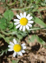 Fotografia da espécie Anthemis cotula