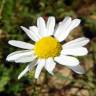 Fotografia 3 da espécie Anthemis cotula do Jardim Botânico UTAD