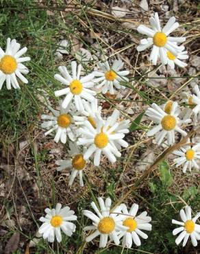 Fotografia 4 da espécie Anthemis cotula no Jardim Botânico UTAD