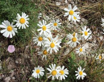 Fotografia da espécie Anthemis cotula