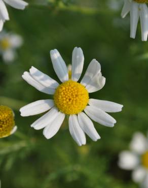 Fotografia 5 da espécie Anthemis cotula no Jardim Botânico UTAD