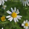 Fotografia 5 da espécie Anthemis cotula do Jardim Botânico UTAD