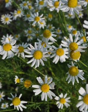 Fotografia 6 da espécie Anthemis cotula no Jardim Botânico UTAD