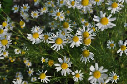 Fotografia da espécie Anthemis cotula