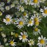 Fotografia 6 da espécie Anthemis cotula do Jardim Botânico UTAD