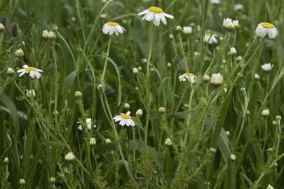 Fotografia da espécie Anthemis austriaca