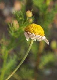 Fotografia da espécie Anthemis austriaca