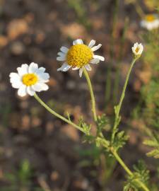 Fotografia da espécie Anthemis austriaca