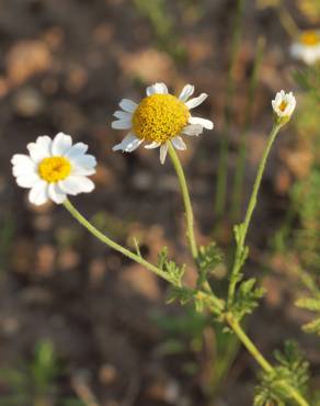 Fotografia 6 da espécie Anthemis austriaca no Jardim Botânico UTAD