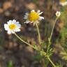 Fotografia 6 da espécie Anthemis austriaca do Jardim Botânico UTAD