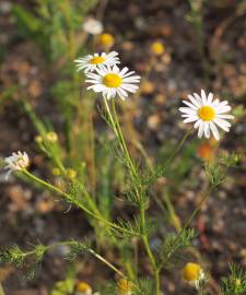 Fotografia da espécie Anthemis austriaca