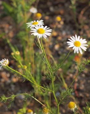 Fotografia 7 da espécie Anthemis austriaca no Jardim Botânico UTAD