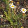 Fotografia 7 da espécie Anthemis austriaca do Jardim Botânico UTAD