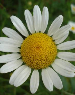 Fotografia 1 da espécie Anthemis austriaca no Jardim Botânico UTAD