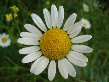 Fotografia da espécie Anthemis austriaca