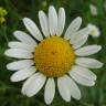 Fotografia 1 da espécie Anthemis austriaca do Jardim Botânico UTAD