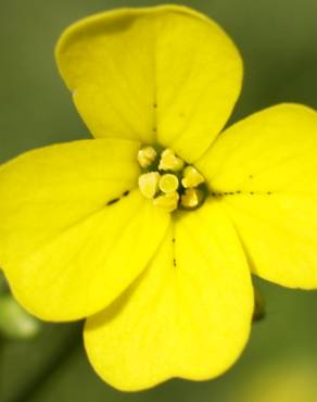 Fotografia 4 da espécie Bunias erucago no Jardim Botânico UTAD