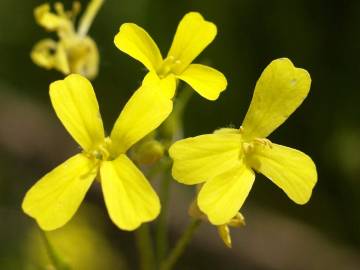 Fotografia da espécie Bunias erucago