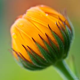 Fotografia da espécie Calendula officinalis