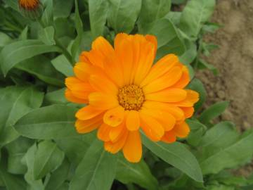 Fotografia da espécie Calendula officinalis