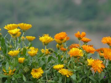 Fotografia da espécie Calendula officinalis