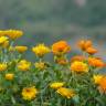 Fotografia 5 da espécie Calendula officinalis do Jardim Botânico UTAD