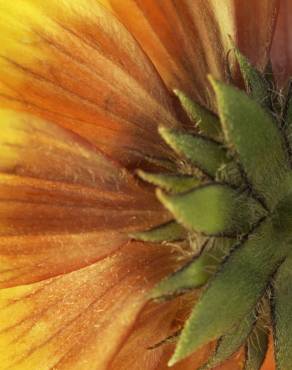 Fotografia 7 da espécie Calendula officinalis no Jardim Botânico UTAD