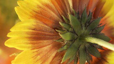 Fotografia da espécie Calendula officinalis