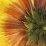 Fotografia 7 da espécie Calendula officinalis do Jardim Botânico UTAD