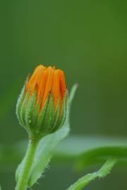 Fotografia da espécie Calendula officinalis