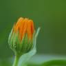 Fotografia 8 da espécie Calendula officinalis do Jardim Botânico UTAD